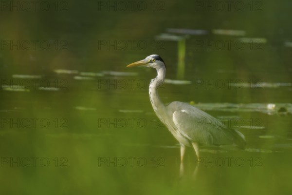 Grey heron (Ardea cinerea), water, hunting, Lower Austria