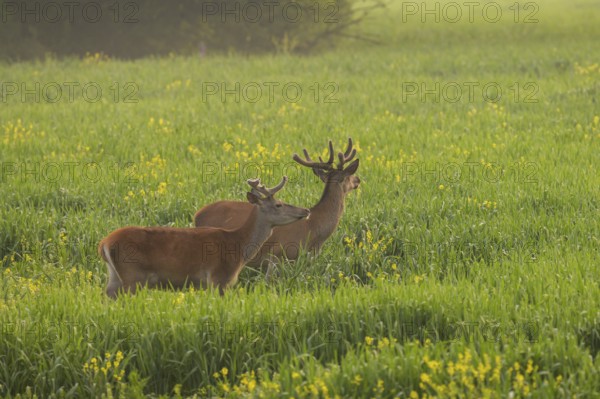 Red deer (Cervus elaphus), velvet antlers, field, meadow, light fog, Lower Austria