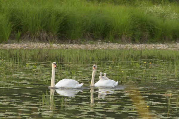 Mute swans (Cygnus olor), juveniles, water, Lower Austria