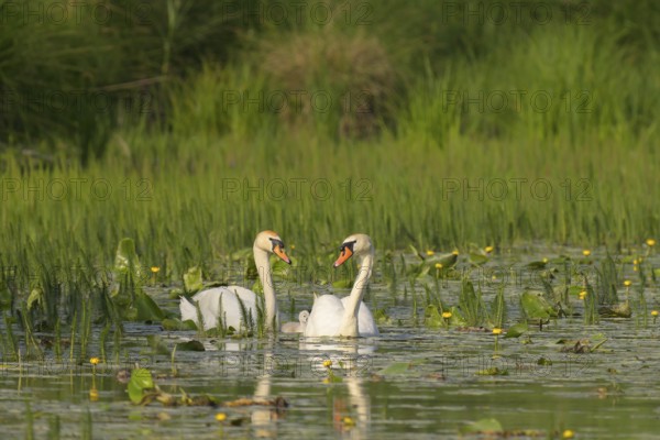 Mute swans (Cygnus olor), juvenile, water, Lower Austria