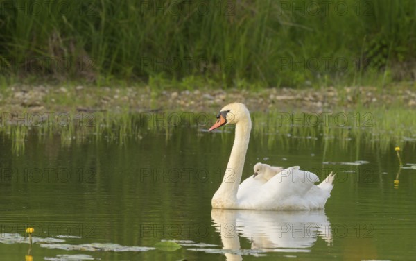Mute swan (Cygnus olor), juvenile, water, Lower Austria