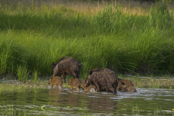 Wild boar (Sus scrofa), young animals, water, Lower Austria