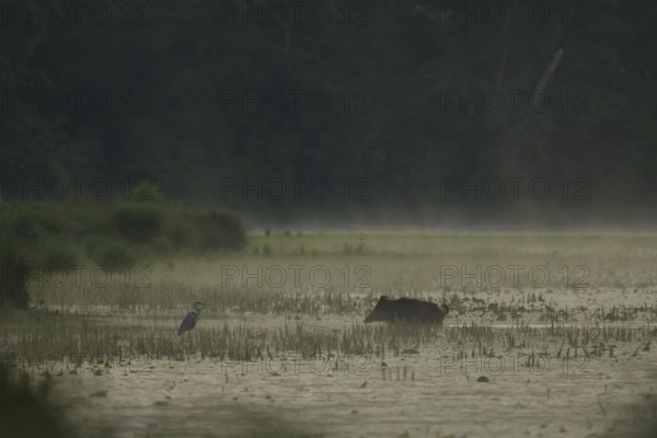 Wild boar (Sus scrofa), grey heron (Ardea cinerea), water, light fog, morning mood, Lower Austria)