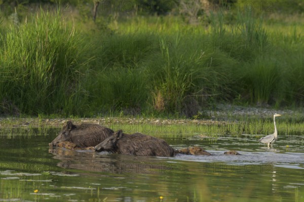 Wild boar (Sus scrofa), young animals, swimming, grey heron (Ardea cinerea), water, Lower Austria