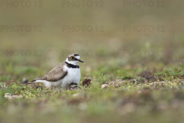 Old bird with offspring... Little Ringed Plover (Charadrius dubius) on a gravel bank, courting, warming, hiding young under its feathers, native birds, animals, nature, Lower Rhine, North Rhine-Westphalia, Germany, Western Europe