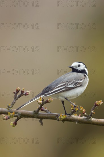 In spring... White wagtail (Motacilla alba) on the branch of a sprouting cherry, side view, looking back over its shoulder, widespread, common and well-known black and white native songbird, native birds, wildlife, nature, Lower Rhine, North Rhine-Westphalia, Germany, Western Europe