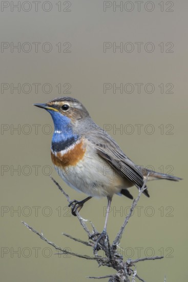 Beautiful to look at... White-starred bluethroat (Luscinia svecica), Central European, native variety, high up on the dry brushwood of a sea buckthorn bush, native birds, wildlife, nature, Schleswig-Holstein, Germany