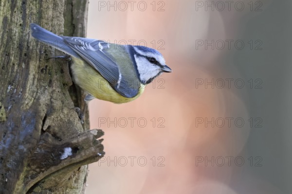 Small and quierly... Blue tit (Cyanistes caeruleus), sitting on a tree, rear view showing the beautiful plumage, secures the environment, wildlife, native birds, wildlife, nature, Lower Rhine, North Rhine-Westphalia, Germany, Western Europe