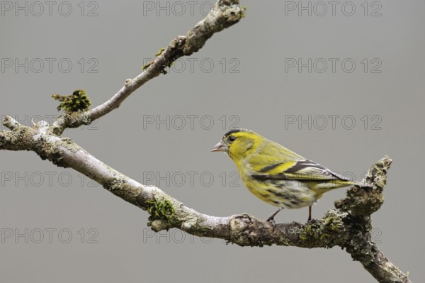 Siskin (Spinus spinus), male bird in breeding plumage, splendid plumage, sitting on the dry branch of an elder bush, yellow songbird, native birds, wildlife, nature, wildife, Europe, North Rhine-Westphalia, Germany, Western Europe