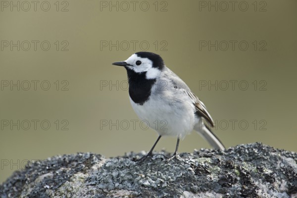 Black and white bird... Pied Wagtail (Motacilla alba), generally known, conspicuous bird species, common in many places, stands on a rock covered with lichen, looks around, typical behaviour, songbird, native birds, wildlife, nature, southern Sweden, Sweden, Scandinavia, northern Europe Pied Wagtail (Motacilla alba) perched on a rock, carefully looking around, shows typical behaviour, wildlife