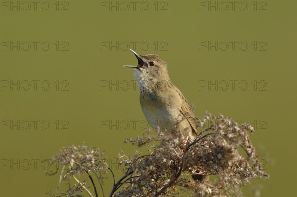 Conspicuous song... Field warbler (Locustella naevia) in spring, sings its song at the top of its voice, courtship display, defends its territory, typical bird song sounding like a sewing machine stereotype, native birds, wildlife, nature