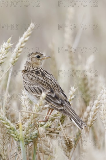 In the ripe wheat... Skylark (Alauda arvensis) looks around, typical character bird of the field and meadow landscape, well adapted, but nevertheless highly endangered due to habitat loss, sits in ripe grain, native birds, wildlife, nature, North Rhine-Westphalia, Germany, Western Europe