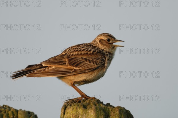 Early morning lark song... Skylark (Alauda arvensis) sings its beautiful song from an old weathered fence post, birdsong, native birds, wildlife, nature, Lower Rhine, North Rhine-Westphalia, Germany, Western Europe