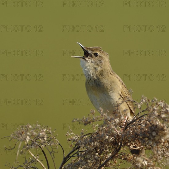 Sounds like a sewing machine... Field warbler (Locustella naevia) in spring, sings its song at the top of its voice, courtship display, defends its territory, typical, stereotypical sounding bird song, native birds, wildlife, nature