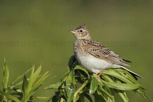 With erect feather crest... Skylark (Alauda arvensis), endangered character bird of our meadows and fields, typical but endangered bird in open country, native birds, wildlife, nature, North Rhine-Westphalia, Germany, Western Europe