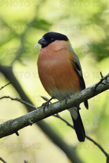 Quite natural... Bullfinch, also called bullfinch (Pyrrhula pyrrhula) sits in the bushes, splendid dress, summer dress, strikingly colourful male, one of the most beautiful songbirds, native birds, wildlife, nature, Lower Rhine, Rhine district Neuss, North Rhine-Westphalia, Germany, Western Europe
