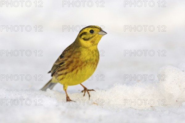 In winter... Yellowhammer (Emberiza citrinella), well-known, beautiful golden-yellow songbird in the snow, native birds, wildlife, nature, Lower Rhine, Rhine district Neuss, North Rhine-Westphalia, Germany, Western Europe