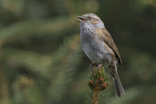 Bird song... Dunnock (Prunella modularis) in spring, singing high up on a fir tree top, native birds, wildlife, nature, North Rhine-Westphalia, Germany, Western Europe