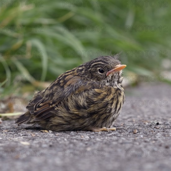 Fledgling... Dunnock (Prunella modularis), not yet fledged chick has left nest, sits seemingly lonely and abandoned at the roadside, native birds, wildlife, nature, North Rhine-Westphalia, Germany, Western Europe