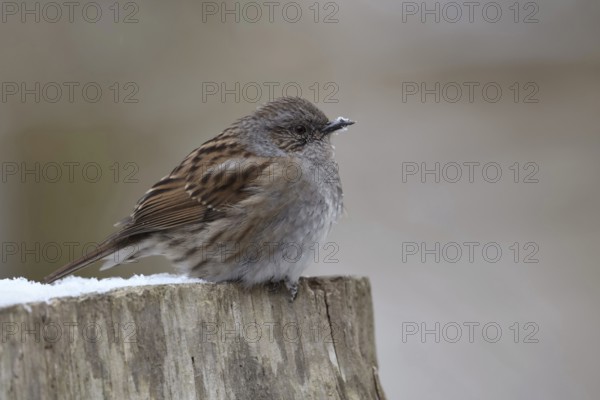 Resident bird or partial migrant... Dunnock (Prunella modularis) sits on a fence post in winter with its plumage fluffed up up in the snow, only some of the native dunnocks migrate to warmer climes in winter, others stay here, hoping for advantages, native birds, wildlife, nature, Lower Rhine, North Rhine-Westphalia, Germany, Western Europe