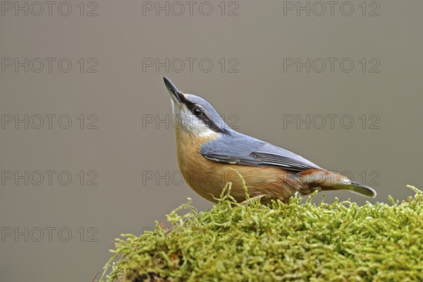 In typical pose... Nuthatch (Sitta europaea) attentively observing its surroundings, typical behaviour, characteristic posture, native birds, wildlife, nature, Lower Rhine, Rhine District Neuss, North Rhine-Westphalia, Germany, Western Europe