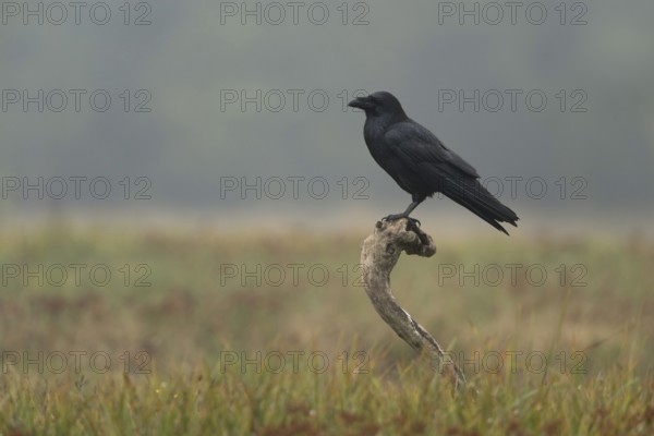 On observation post... Raven (Corvus corax), largest native raven in its natural habitat, intelligent and observant bird, native birds, wildlife, nature, Mecklenburg-Western Pomerania, Germany, Western Europe