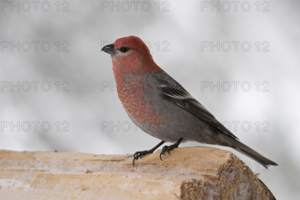 Beautiful to look at... Hooked Finch (Pinicola enucleator), male in ruby-red plumage sitting on a log in winter, native birds, wildlife, nature, Yellowstone area, Montana, USA, Yellowstone, Wyoming, North America, United States of America, also native to Europe, largest native finch