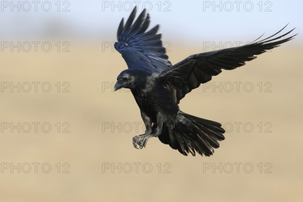 On approach... Raven (Corvus corax) in flight shortly in front of landing with wings wide open and claws outstretched, cropped, natural background, native birds, wildlife, nature, Mecklenburg-Western Pomerania, Germany, Western Europe
