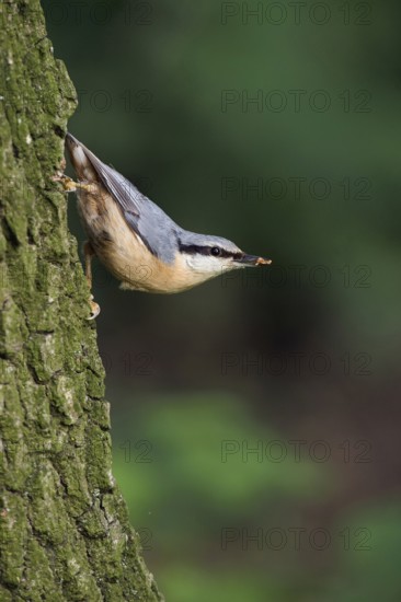 Typical nuthatch pose... European nuthatch (Sitta europaea) in typical nuthatch pose, sitting upside down on a tree trunk, an oak tree, with food in its beak, looking around in the forest, native birds, wildlife, nature, Lower Rhine, North Rhine-Westphalia, Germany, Western Europe