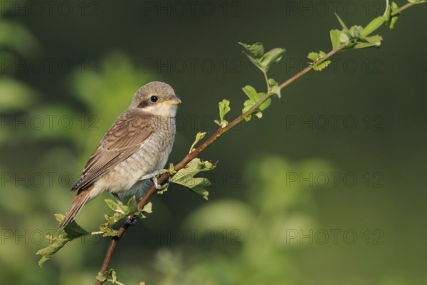 Red-backed shrike (Lanius collurio), young bird sitting exposed on a protruding branch of a hedge, typical hedge bird of open landscapes, rare, endangered, native birds, wildlife, nature, Lower Rhine, North Rhine-Westphalia, Germany, Western Europe