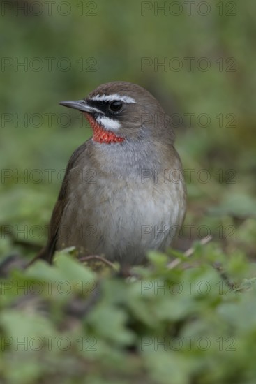 White eyebrows... Ruby-throated Robin (Luscinia calliope), male, male songbird in splendid plumage, rare exception throughout Central Europe, has flown away, errant, first observation in the Netherlands, actual home in Eastern Europe, Asia, birds, wildlife, nature, Hoogwoud, North Holland, Netherlands, native birds