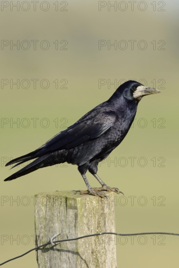 Shimmering blue plumage... Raven (Corvus frugilegus) sitting on a fence post, North Rhine-Westphalia, Germany, Western Europe
