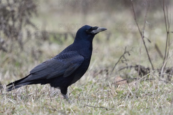 In typical surroundings... Rook (Corvus frugilegus) sitting on the ground in winter, rooks belong to the raven family, used to be considered a useful bird in agriculture because they like to eat insects, but are omnivores, today less popular in many places as colony breeders, native birds, wildlife, nature, Lower Rhine, North Rhine-Westphalia, Germany, Western Europe