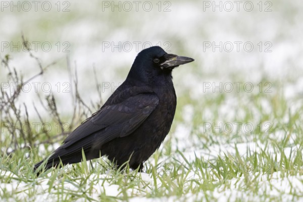 Rook (Corvus frugilegus) in winter, sitting on farmland, in a meadow in the snow, resting, rather shy, very attentive, but above all clever bird, corvid, native birds, wildlife, nature, wildlife, North Rhine-Westphalia, Germany, Western Europe