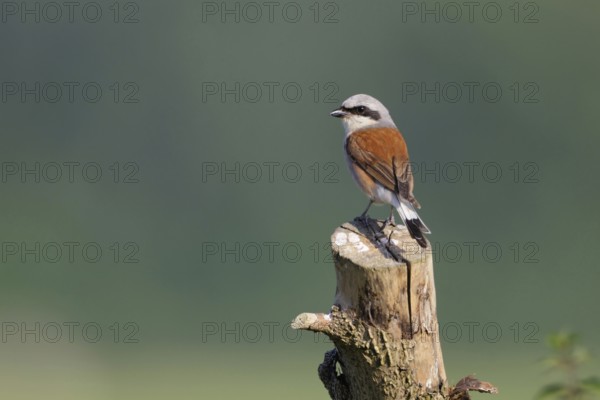 Favoured perch... Red-backed shrike (Lanius collurio), colourful male, sitting in an open landscape on a tree stump already smeared with droppings, hunting for insects, looking around, native birds, wildlife, nature, North Rhine-Westphalia, Germany, Western Europe