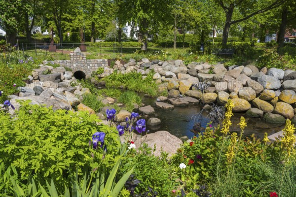 Blooming flowers at the Lachsenbach, Eckernförde, Baltic Sea, Schleswig-Holstein, Germany