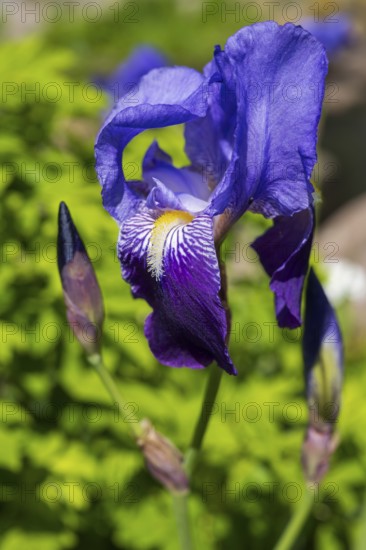 Iris (Iris sibirica), blue flower, Schleswig-Holstein, Germany