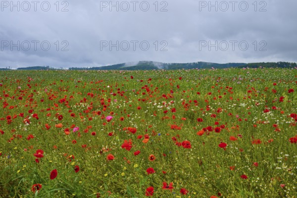 Red poppy (Papaver rhoeas), poppy capsules and scattered wildflowers, stretch out under an overcast sky, summer, Germerode, Geo nature park Park Frau-Holle-Land, Hoher Meissner, Hesse, Germany