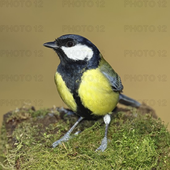 Great tit (Parus major), sitting on moss-covered dead wood, Wilnsdorf, North Rhine-Westphalia, Germany