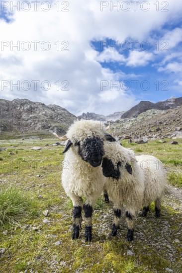 Two Valais Blacknose sheep (Ovis gmelini aries), high alpine mountain valley, Obere Senner Egete, Stubai Alps, near Ridnaun, South Tyrol, Italy
