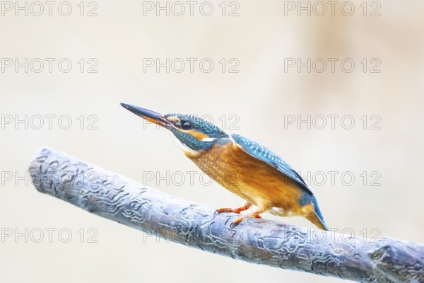 Kingfisher (Alcedo atthis) Germany