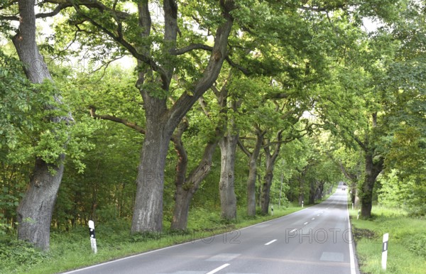 Oak avenue, oaks (Quercus robur) on the island of Rügen, Mecklenburg-Western Pomerania, Germany