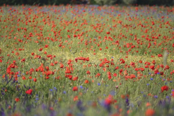 Beautiful picturesque poppy field, June, Germany