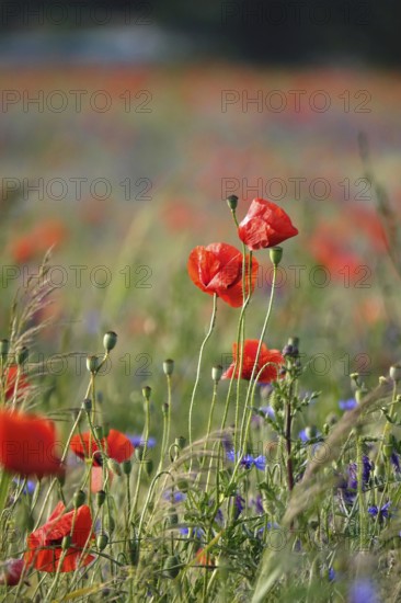 Beautiful picturesque poppy field, June, Germany