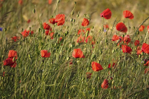 Picturesque beautiful poppies, June, Germany