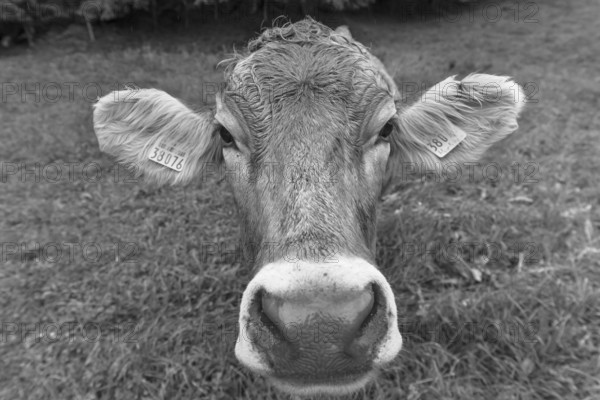 Allgäu cow in a meadow, portrait, Bad Hindelang, Allgäu, Bavaria, Germany
