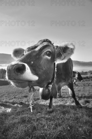 Algäu cow (Braunvieh) on the pasture looking into the camera, Weitnau, Oberallgäu, Bavaria, Germany