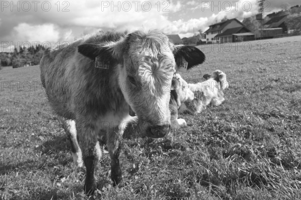Cow calf looking into the camera, Weitnau, Allgäu, Bavaria, Germany