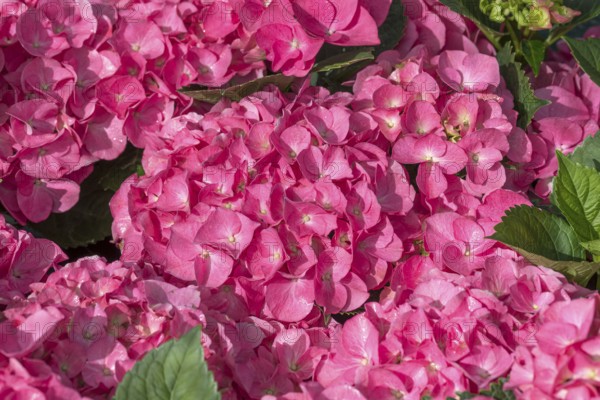 Garden hydrangea (Hydrangea macrophylla 'Duro'), BS Sämann, Germany