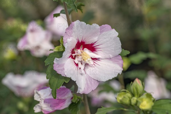 Garden marshmallow (Hibiscus syriacus PINKY SPOT), BS Sämann, Germany